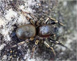 Attēlu rezultāti vaicājumam “Heliophanus sp.”