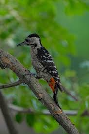 Attēlu rezultāti vaicājumam “Dendrocopos leucotos female”