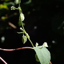 Attēlu rezultāti vaicājumam “Fallopia dumetorum”