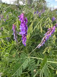 Attēlu rezultāti vaicājumam “Vicia sylvatica flower”