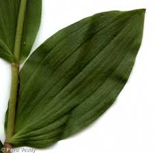 Attēlu rezultāti vaicājumam “Epipactis atrorubens leaf”