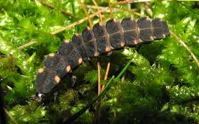 Attēlu rezultāti vaicājumam “Lampyris noctiluca larva”