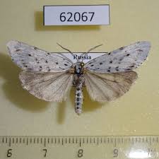 Attēlu rezultāti vaicājumam “Coscinia cribraria”