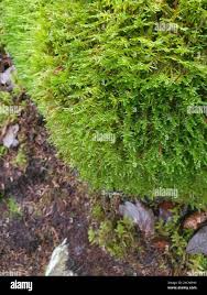 Attēlu rezultāti vaicājumam “Neckera complanata”