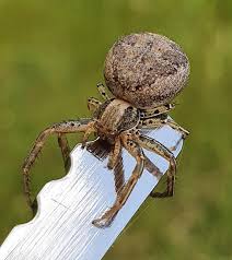 Attēlu rezultāti vaicājumam “Xysticus cristatus”