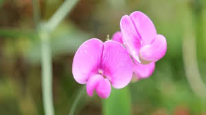 Attēlu rezultāti vaicājumam “Lathyrus pratensis fruit”