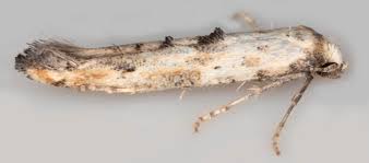 Attēlu rezultāti vaicājumam “Epermeniidae”