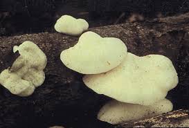 Attēlu rezultāti vaicājumam “Tyromyces chioneus”