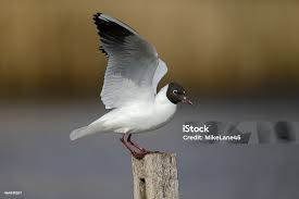 Attēlu rezultāti vaicājumam “Larus ridibundus”
