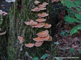 Attēlu rezultāti vaicājumam “Lenzites betulina”