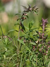 Attēlu rezultāti vaicājumam “Odontites vulgaris fruit”