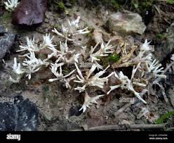 Attēlu rezultāti vaicājumam “Tremellodendropsis tuberosa”