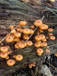 Attēlu rezultāti vaicājumam “Xeromphalina campanella”