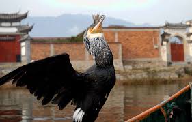 Image result for Phalacrocorax carbo