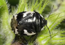 Attēlu rezultāti vaicājumam “Tritomegas bicolor”