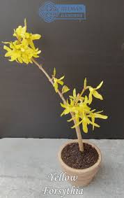 Attēlu rezultāti vaicājumam “Forsythia suspensa flower”