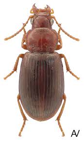 Attēlu rezultāti vaicājumam “Acupalpus flavicollis”