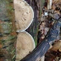 Attēlu rezultāti vaicājumam “Aurantiporus fissilis”