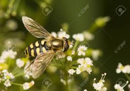 Attēlu rezultāti vaicājumam “Eupeodes corollae”