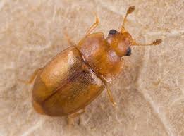 Attēlu rezultāti vaicājumam “Epuraea sp.”