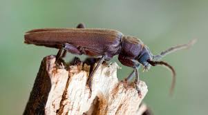 Attēlu rezultāti vaicājumam “Criocephalus rusticus”