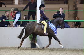 Image result for Annandale Equestrian Centre