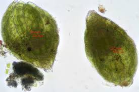 Attēlu rezultāti vaicājumam “Pohlia annotina”