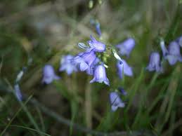 Attēlu rezultāti vaicājumam “Campanula rotundifolia”