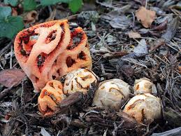 Attēlu rezultāti vaicājumam “Clathrus ruber”