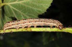 Attēlu rezultāti vaicājumam “Cryptocala chardinyi”