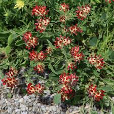 Image result for Anthyllis vulneraria rubra