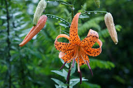 Attēlu rezultāti vaicājumam “Lilium lancifolium”