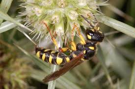 Attēlu rezultāti vaicājumam “Cerceris arenaria”