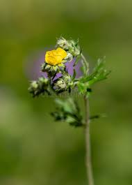 Attēlu rezultāti vaicājumam “Potentilla argentea bud”