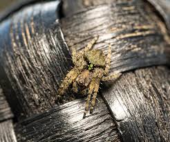 Attēlu rezultāti vaicājumam “Gibbaranea gibbosa”