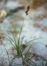 Attēlu rezultāti vaicājumam “Carex arenaria  flower”