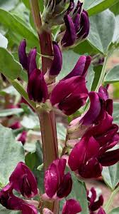 Attēlu rezultāti vaicājumam “Vicia faba flower”