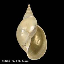 Attēlu rezultāti vaicājumam “Lymnaea stagnalis”