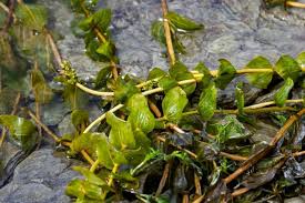 Attēlu rezultāti vaicājumam “Potamogeton perfoliatus leaf”