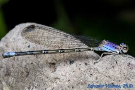 Attēlu rezultāti vaicājumam “Coenagrionidae”