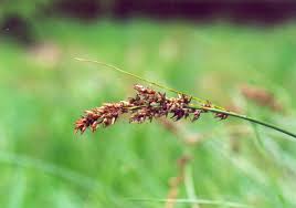 Attēlu rezultāti vaicājumam “Carex appropinquata”