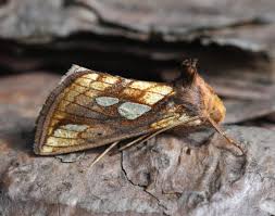 Attēlu rezultāti vaicājumam “Plusia festucae”