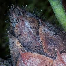 Attēlu rezultāti vaicājumam “Tilachlidium brachiatum”