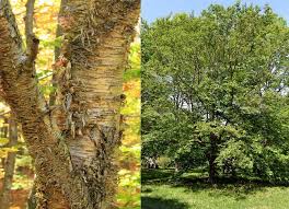 Attēlu rezultāti vaicājumam “Betula alleghaniensis”