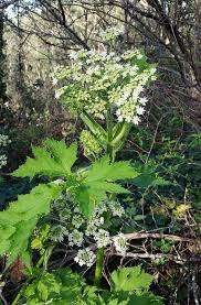 Attēlu rezultāti vaicājumam “Heracleum”