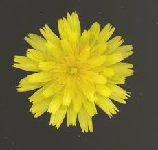 Attēlu rezultāti vaicājumam “Leontodon autumnalis  flower”