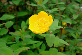 Image result for Johanniskraut