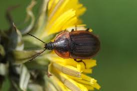 Attēlu rezultāti vaicājumam “Phosphuga atrata”