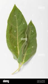 Attēlu rezultāti vaicājumam “Verbascum thapsus leaf”