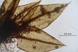 Attēlu rezultāti vaicājumam “Bryum pallens”